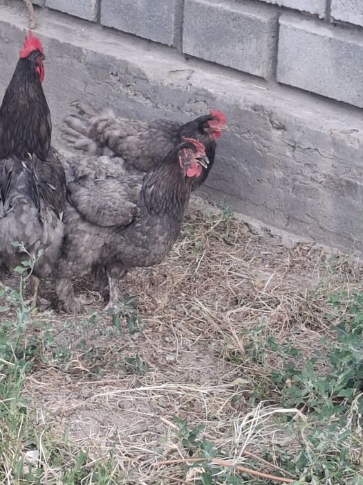 Куры Джерсийский гигант голубой