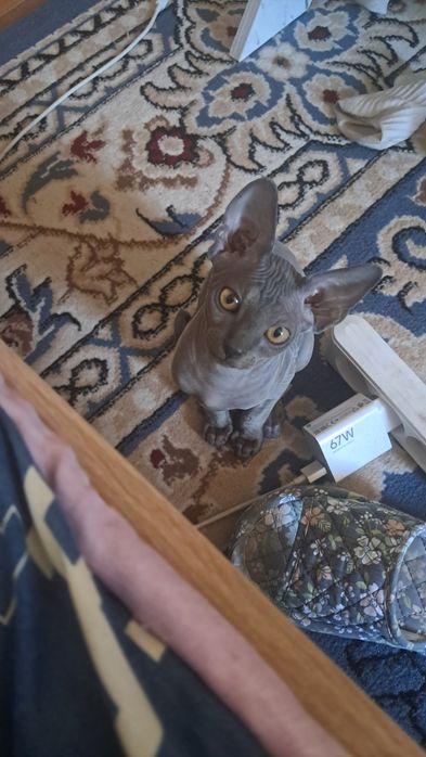 Продам котят канадского сфинкса