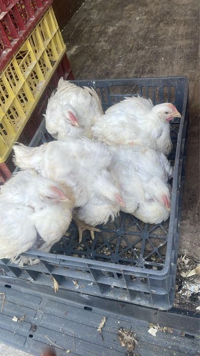 Rasă Mixtă Alb Carne