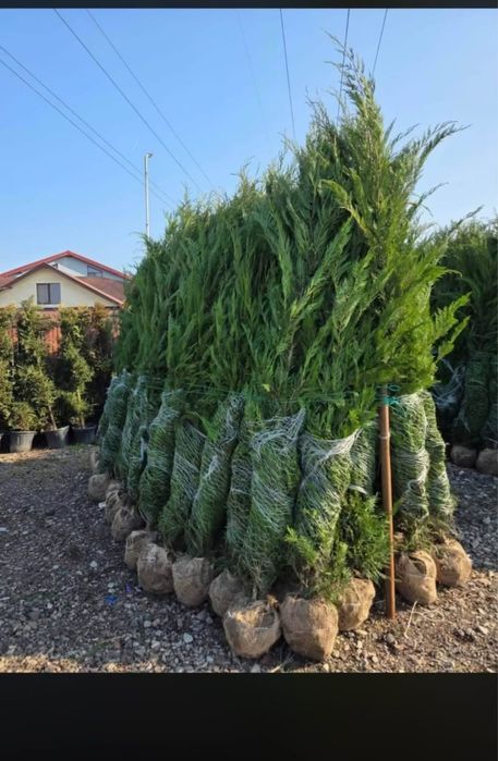 Chiparos Leylandii super ofertă ‼️