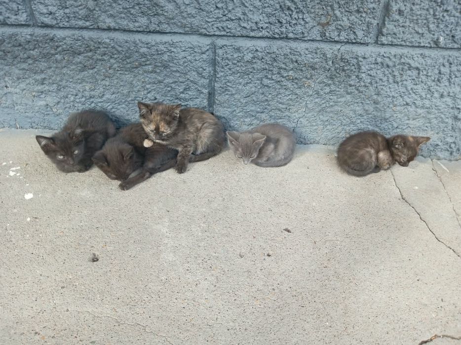 Отдам котят в самые добрые руки