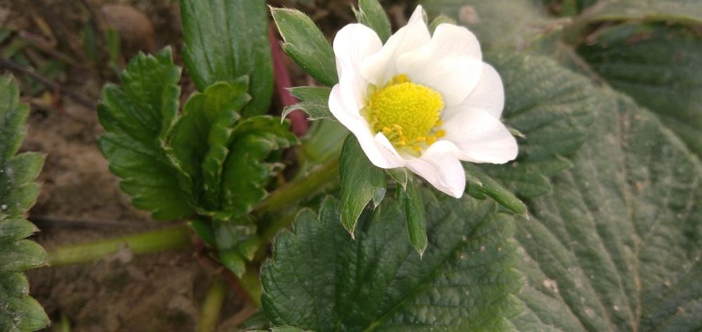 Karyski qulupnay kõchat