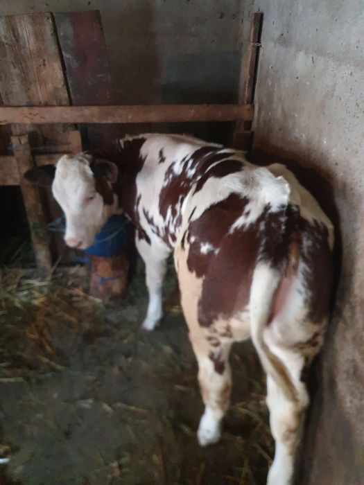 Vaca cu vitea de vanzare