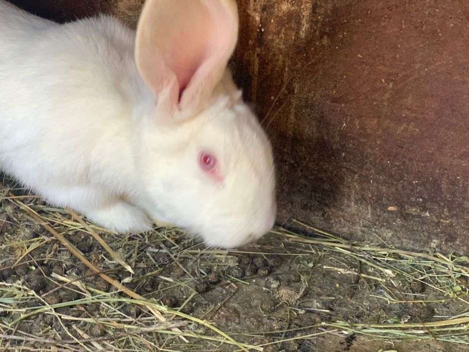 Vand porumbei, iepuri si gaini