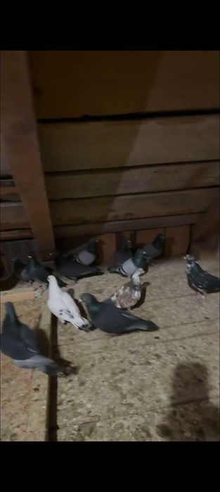 Porumbei voiajori și 2 gusati