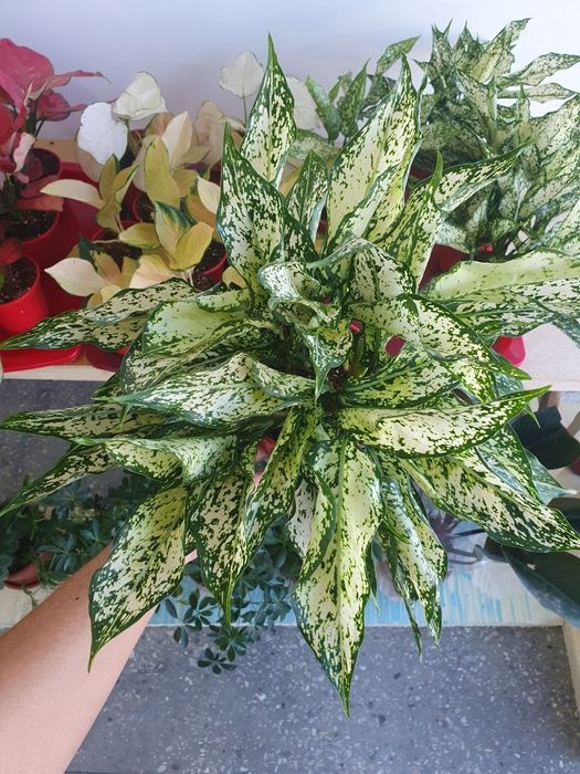 Aglaonema Аглаонема голд.    .