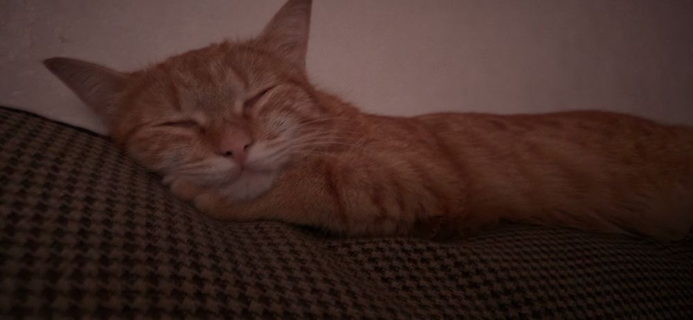 ПРОПАЛА КОШКА рыжая,девочка