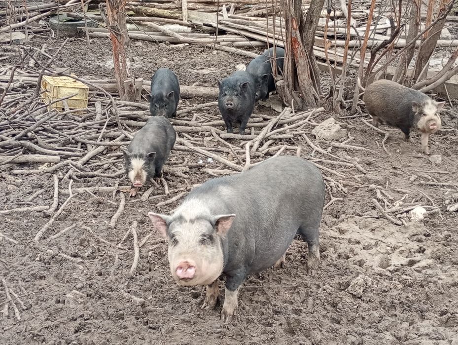 Виетнамски прасенца