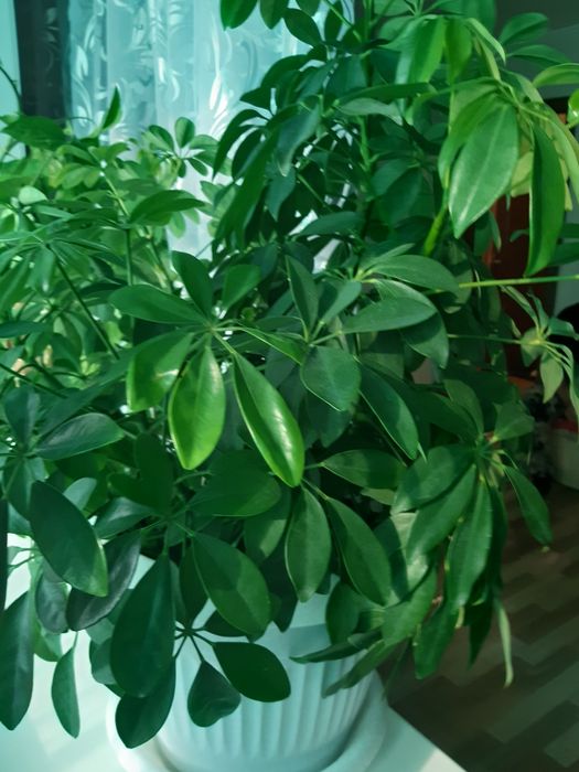 Продам цветок Шефлера