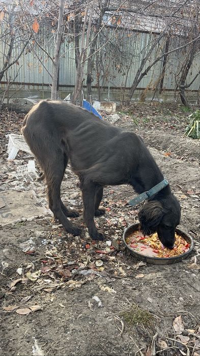 Қазақтың Құмай тазысы