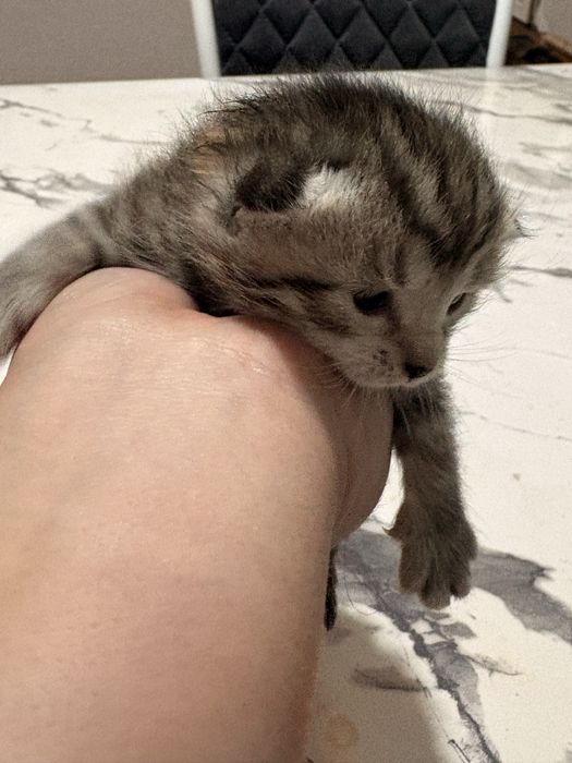 Котенки 15 дней