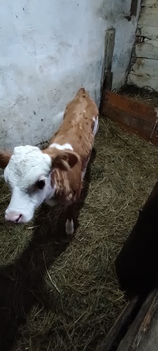 Продам телёнка телочка