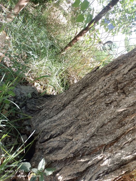 Отдам даром. Терак самывовоз 25-30м (1штука). 1ta terak bor 25-30m