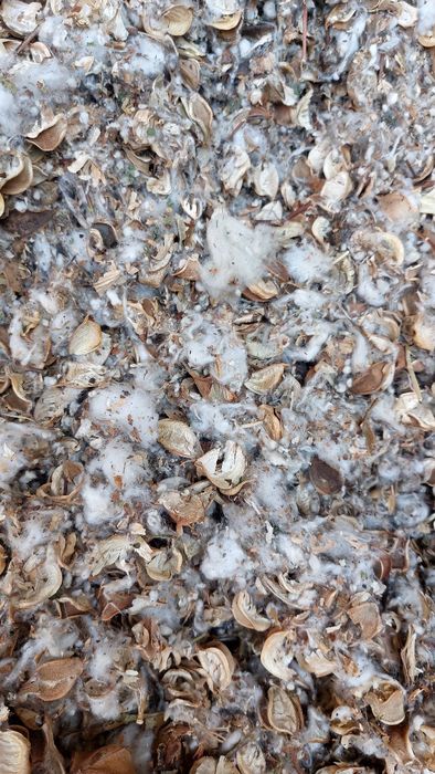 Чангалокча патачалик чигитлик мол ва куйлар учун