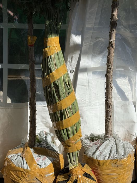 Договоримся гул и агаш