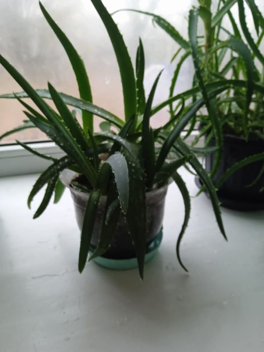 Алоэ вера и алое лечебное