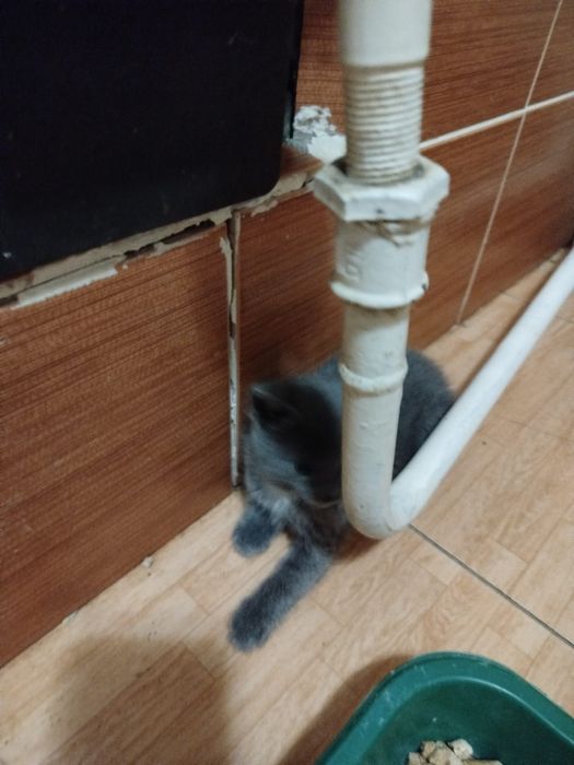 Отдам в добрые руки