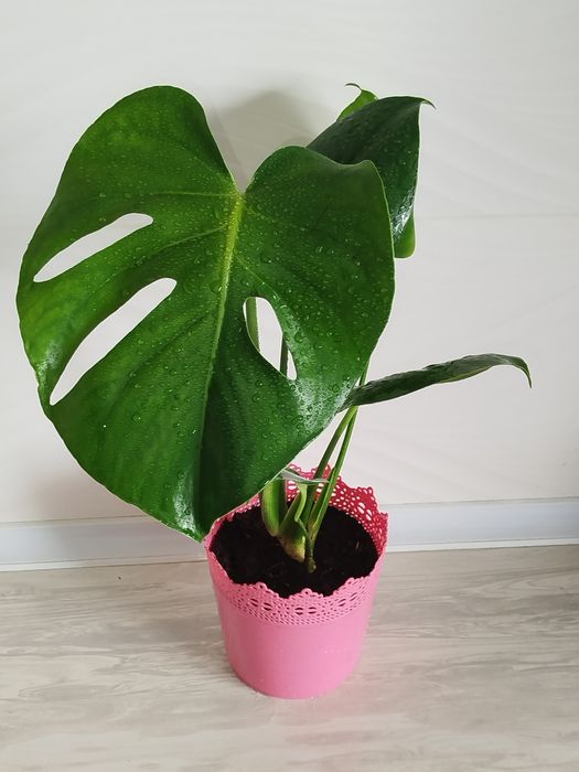 Monsterra Galland Delitsioza