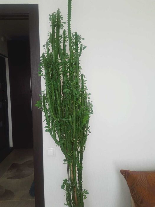 Молочай Трёхгранный  домашнее растение