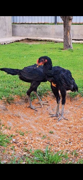 ганой  100% 3 месяца