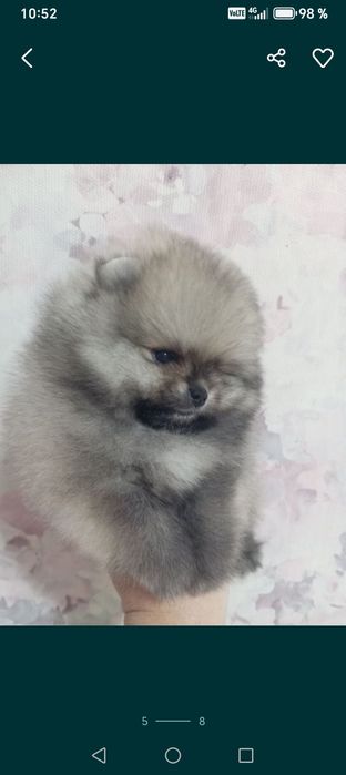 Продам щенка шпица