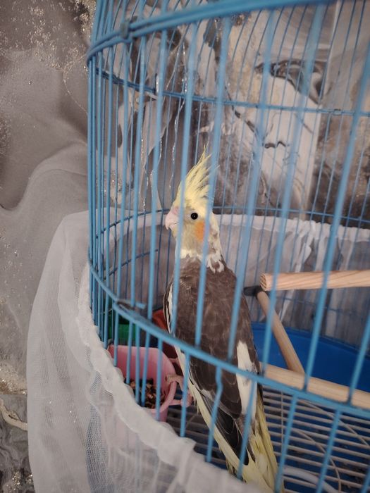 Продам папугая кареллу