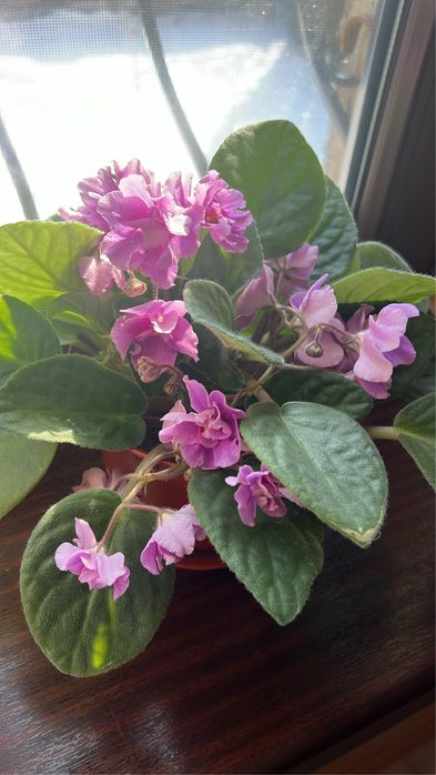 Комнатные цветы