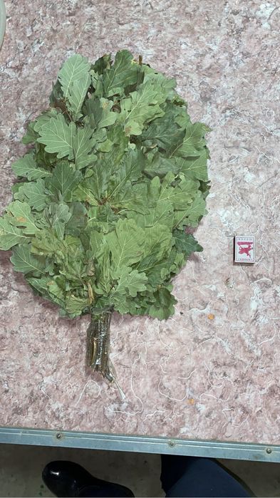 Дубовый веник для парения