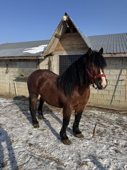 Vand armasar semigreu