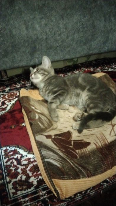 Отдаю котенка мальчика в добрые руки...