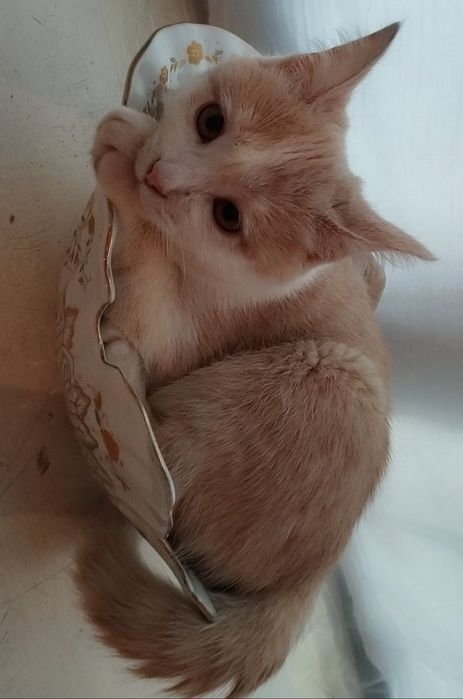 Пожалуйста умоляю вас верните нам нашу кошечку мы очень по ней скучаем