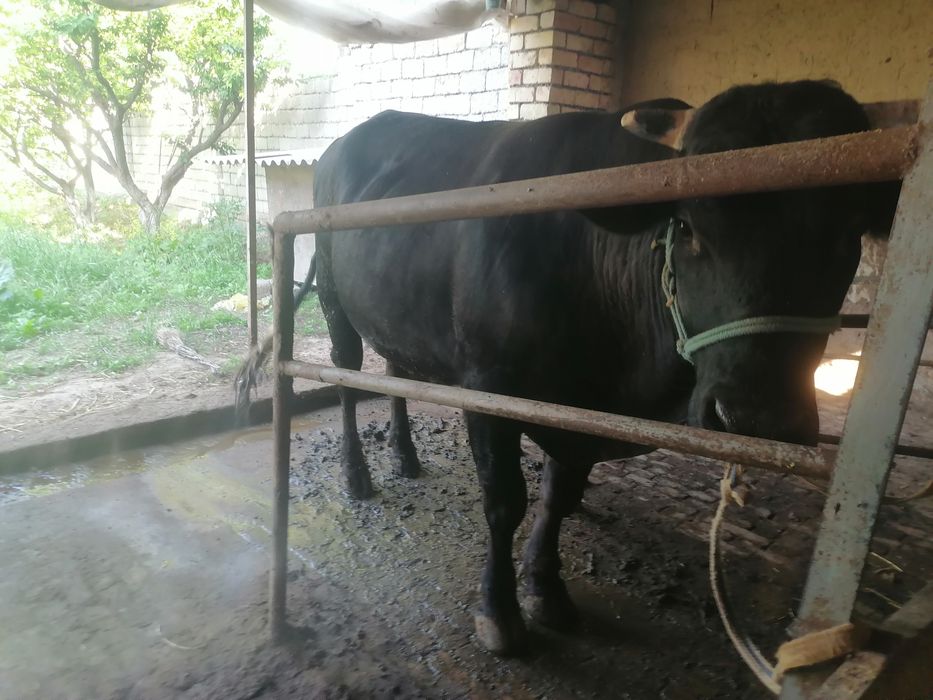Buqa sotiladi yemlangan