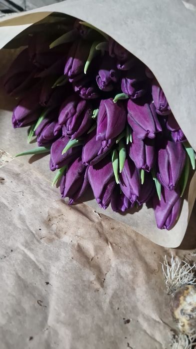 Принимаем заказы на Тюльпаны