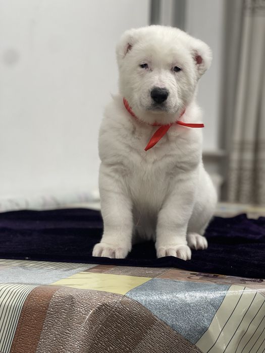 Продам шикарных малышек алабайчиков