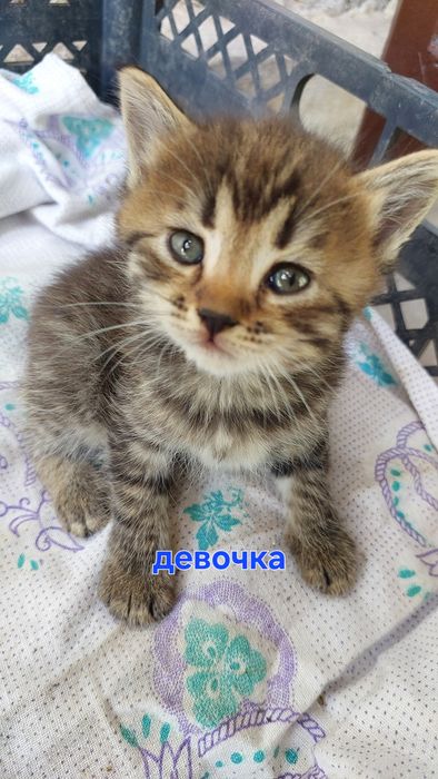Котята ищут  дом