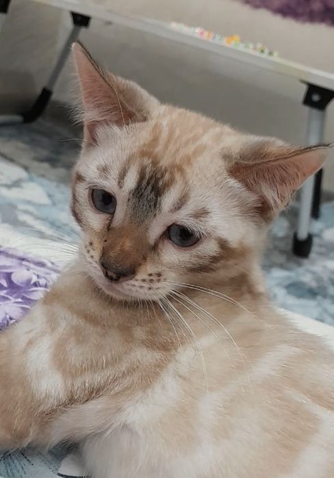 Бенгальские котята