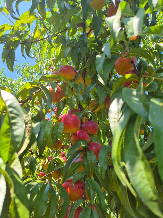 Vand nectarine si piersici!
