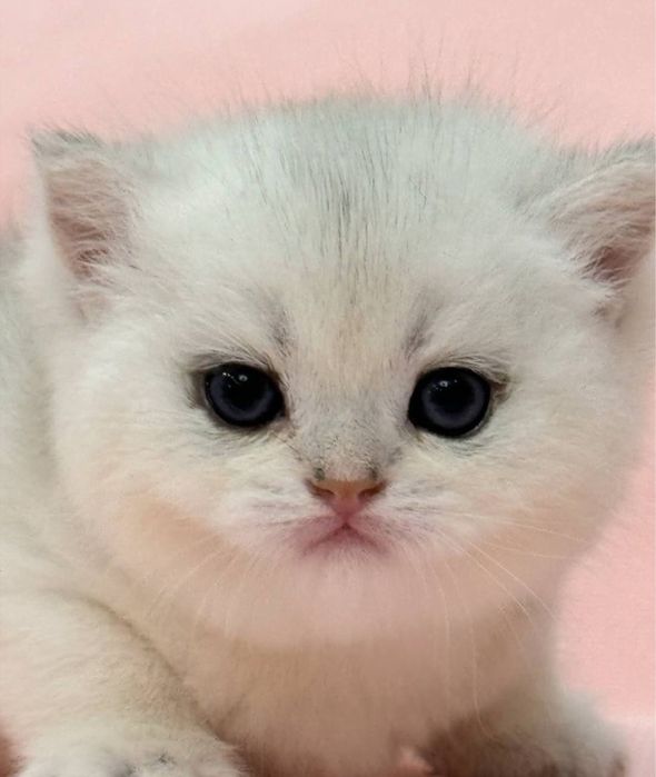 Золотая шиншилла! Чистокровные Британцы. Мальчик