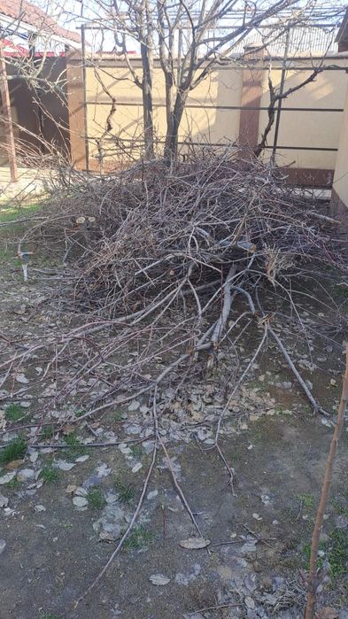 Дерево сосна с доставкой