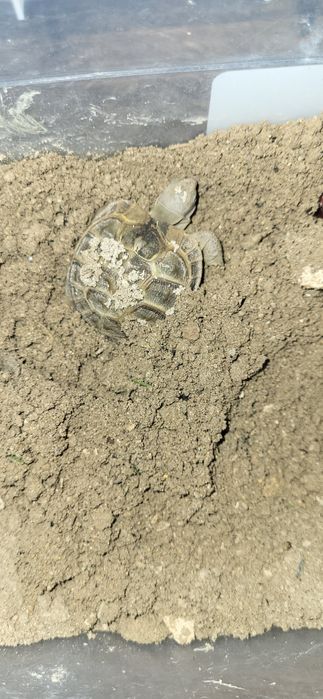 Сухопутный черепаха