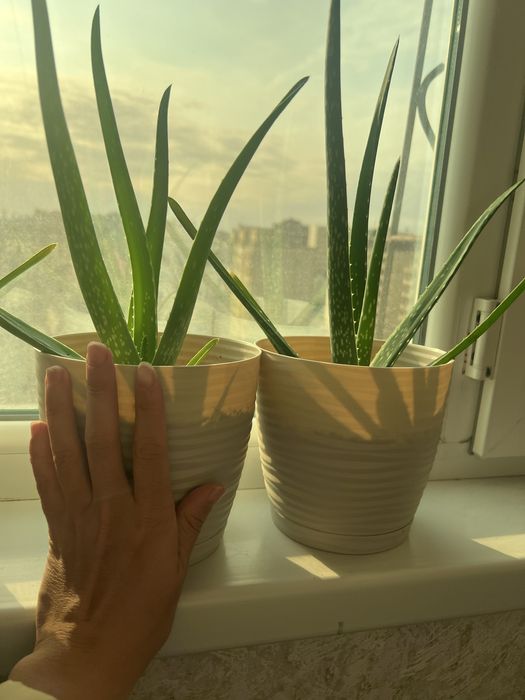 Алоэ вера лечебный