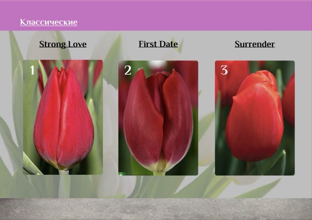 Тюльпаны Оптом от 395тг от 300шт‼️‼️‼️