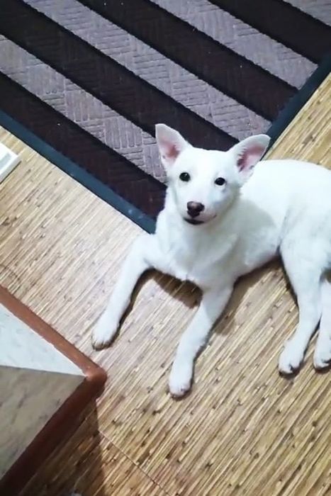 Щенок белой овчарки