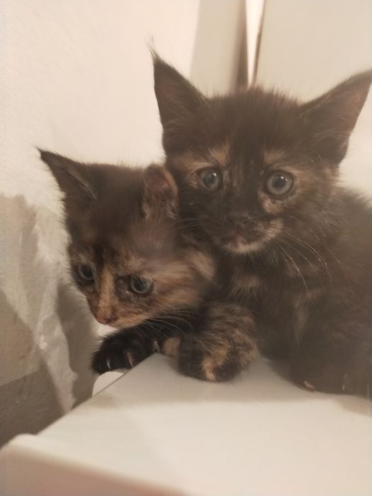 Отдам котят бесплатно