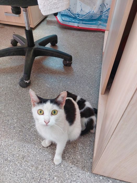 Отдам котят в хорошие руки