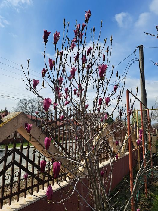 Magnolie / Magnolii  de vanzare plante de gradina