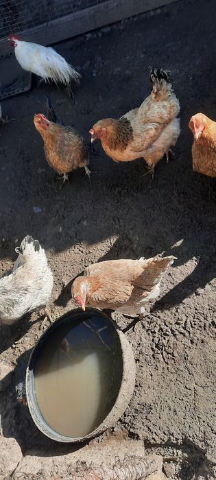 Тауықтар адлер кушин