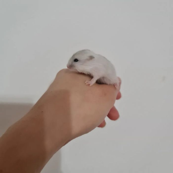 Джунгарики 1 месяц