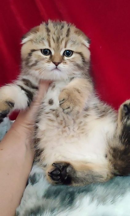 мальчик скоттиш фолд золотая шиншилла мраморная