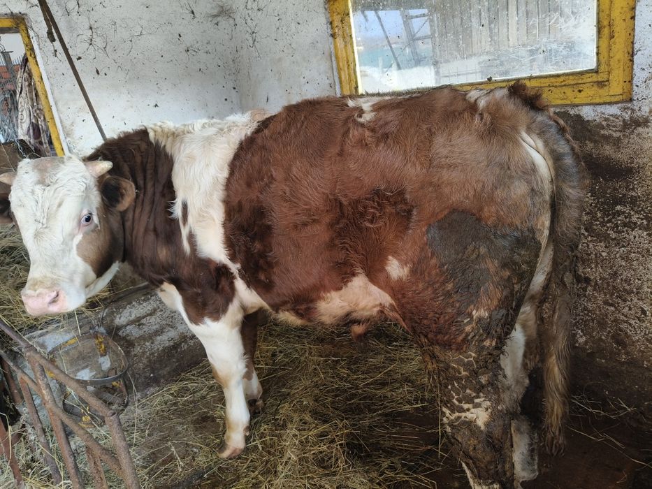 Vițel bălțată românească